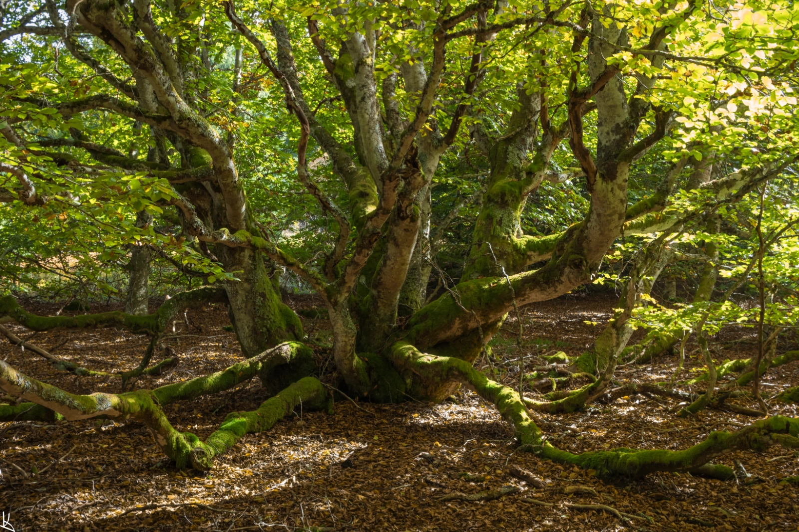 Forêt du Puy de Montchal